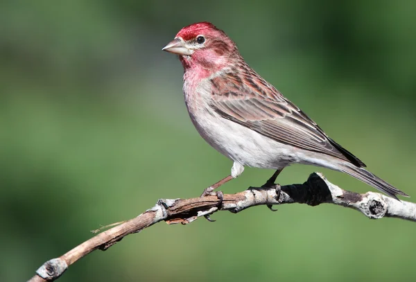 Cassin'ın finch — Stok fotoğraf