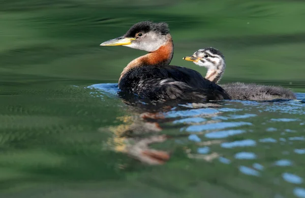 Grebe de pescoço vermelho com pinto — Fotografia de Stock