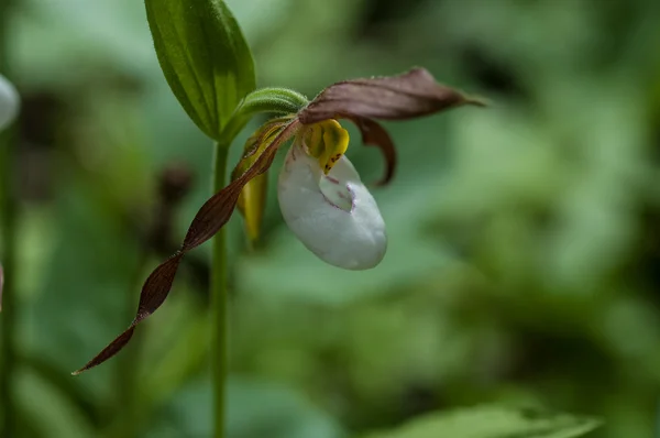 Orquídea Chinelo Selvagem — Fotografia de Stock