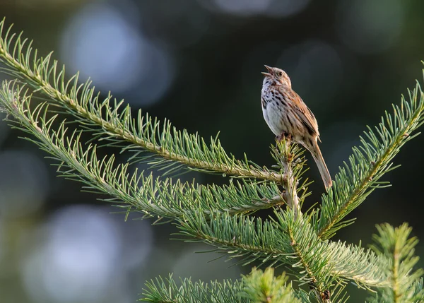 Song Sparrow Sings — Stok fotoğraf