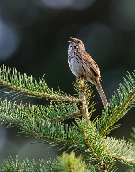 Zpívá Song sparrow — Stock fotografie