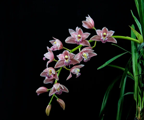 Cimbidium — Fotografia de Stock