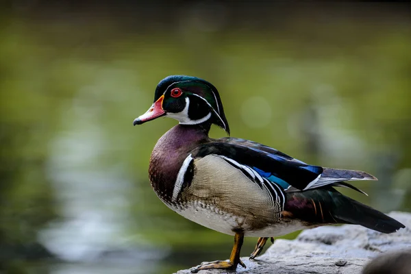 Pato de madeira — Fotografia de Stock