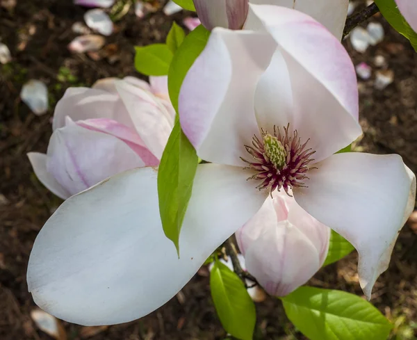 Lale Ağacı Çiçeği — Stok fotoğraf