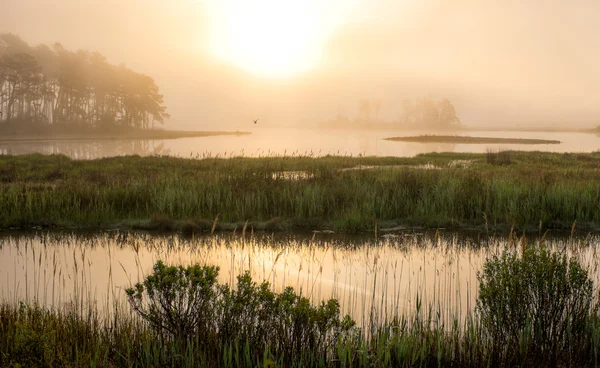 Morning Marsh — Stock Photo, Image