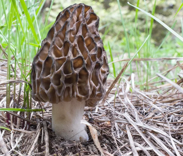 Morel svamp — Stockfoto