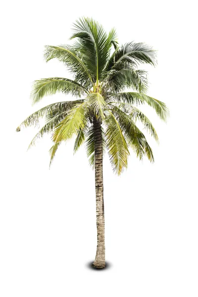 Árbol de coco en blanco —  Fotos de Stock