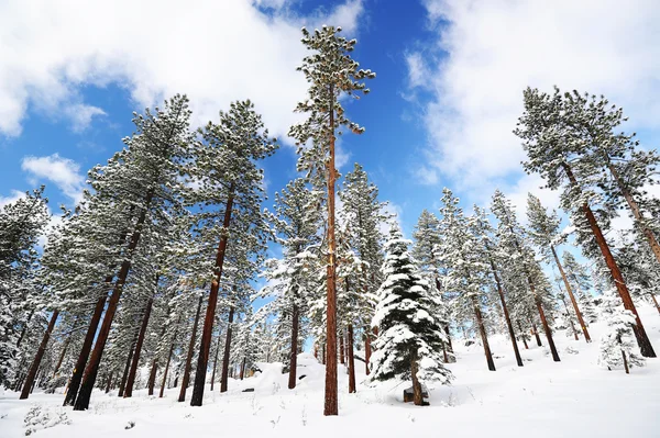 Neve su alberi e terreno durante l'inverno — Foto Stock