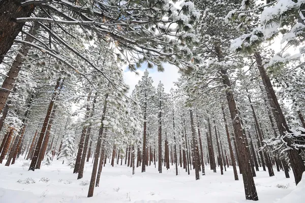 树木覆盖着白雪的群山 — 图库照片