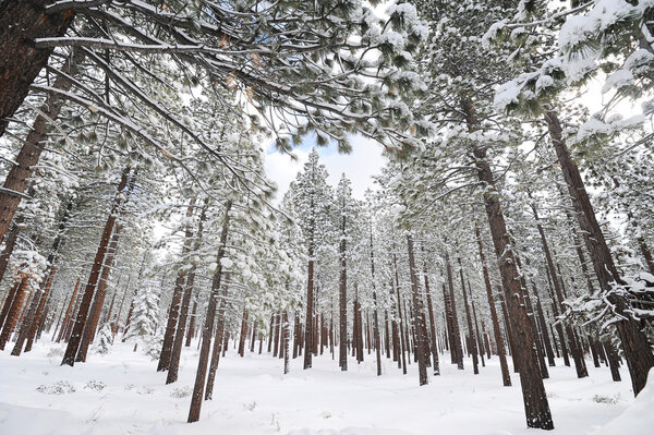 Trees covered with snow in mountains