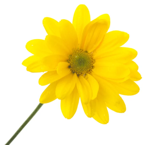 노란 꽃 흰색 절연 — 스톡 사진