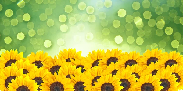 Slunečnice na pozadí zelených bokeh — Stock fotografie