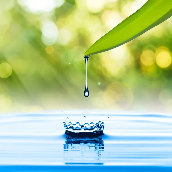 Water drop from green leaf — Stock Photo, Image