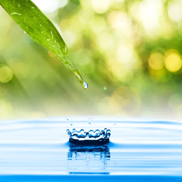 Gota de agua de hoja verde — Foto de Stock