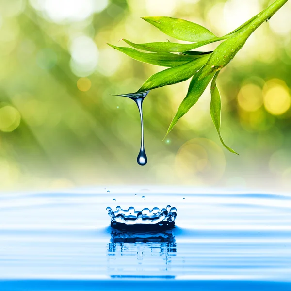Gota de água da folha de bambu — Fotografia de Stock
