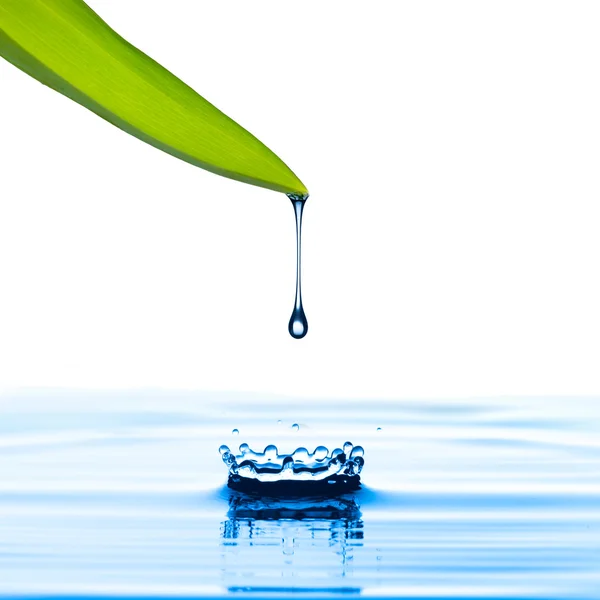 Water drop from green leaf — Stock Photo, Image