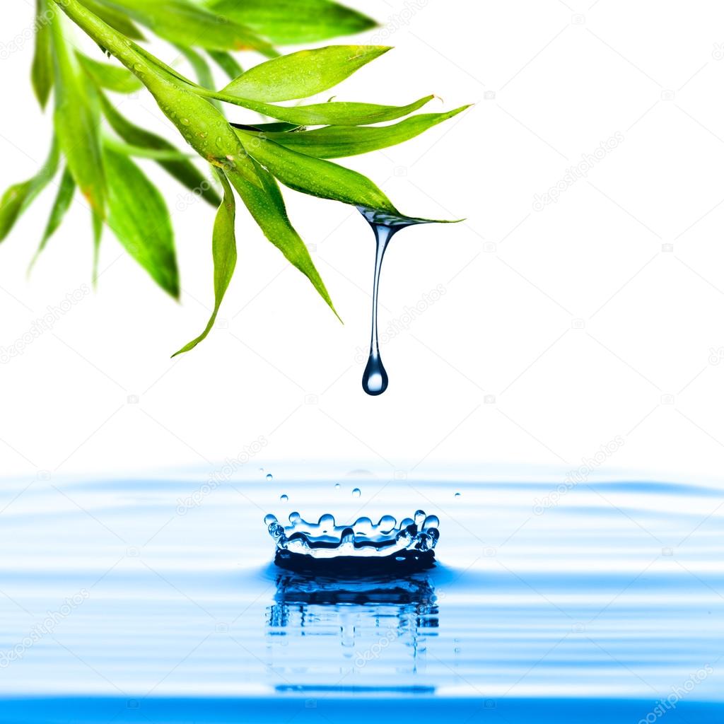 Water drop from bamboo leaf Stock Photo by ©somchaij 30169845