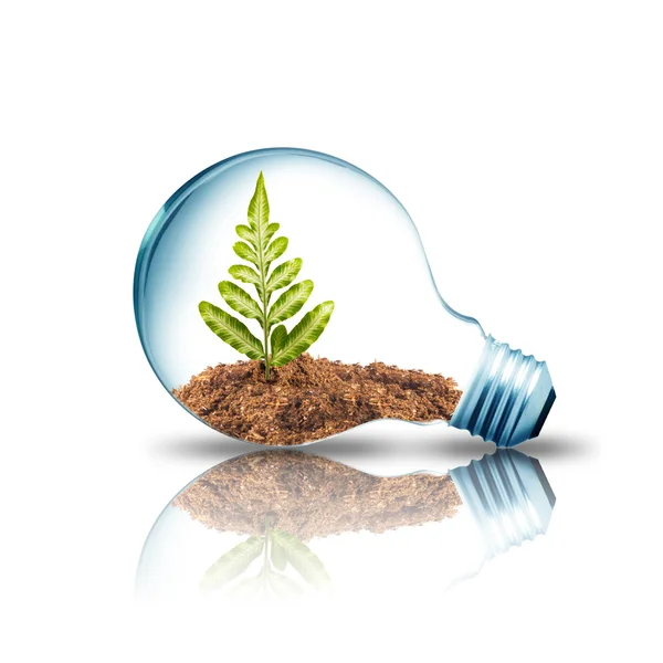 Лампочка с почвой и зеленым растением внутри — стоковое фото