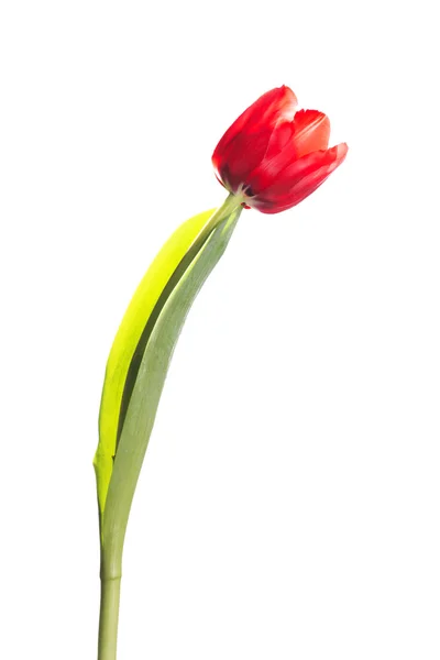 Red Tulip flower with green leaf — Stock Photo, Image