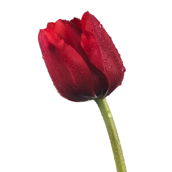 Tulip flower — Stock Photo, Image