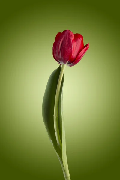 Rote Tulpenblüte — Stockfoto