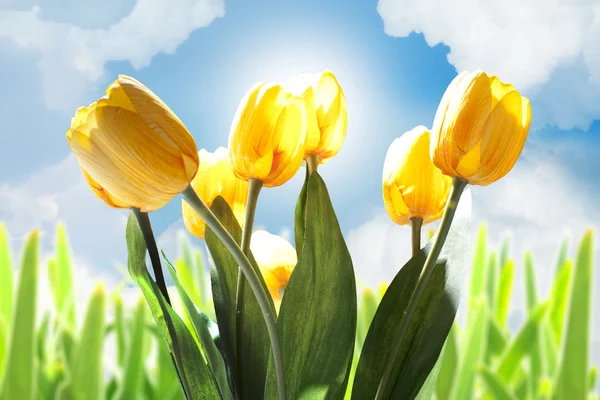 Tulipán květy s krásnou sky pozadí — Stock fotografie