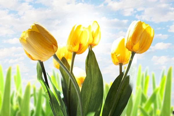 Fleurs de tulipes avec un beau fond de ciel — Photo