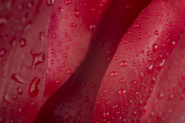 Lale yaprak yakın çekim