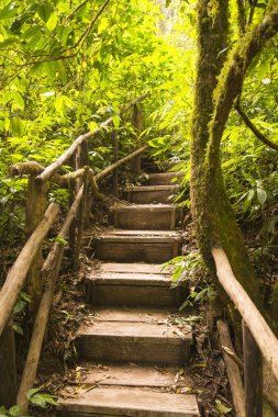 Tahta yol yürüme yolu