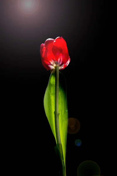 Fleur de tulipe rouge avec rétro-éclairage et feuille verte — Photo