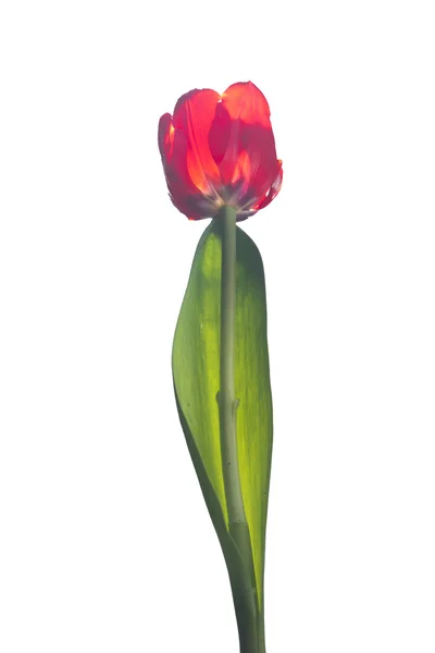 Red Tulip flower with green leaf — Stock Photo, Image