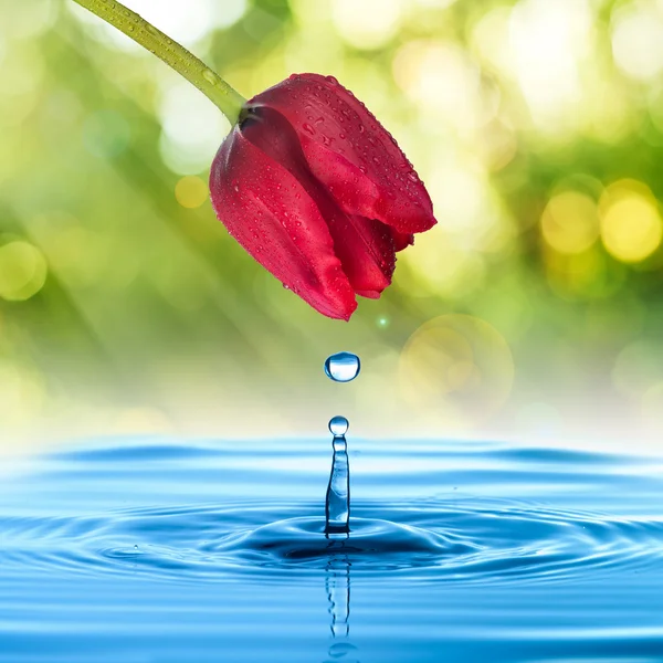 Goccia d'acqua dal fiore di tulipano — Foto Stock