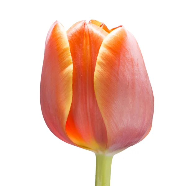 Orange tulip flower — Stock Photo, Image