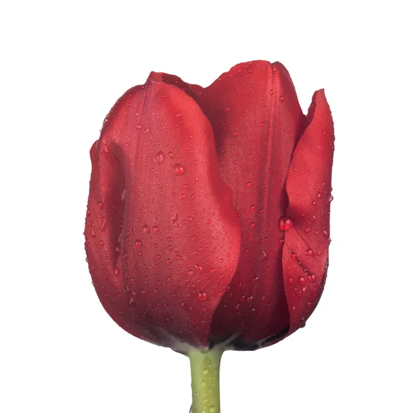 Close up of red Tulip flower with green leaf — Stock Photo, Image