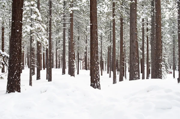 Tree with snow — Stock Photo, Image