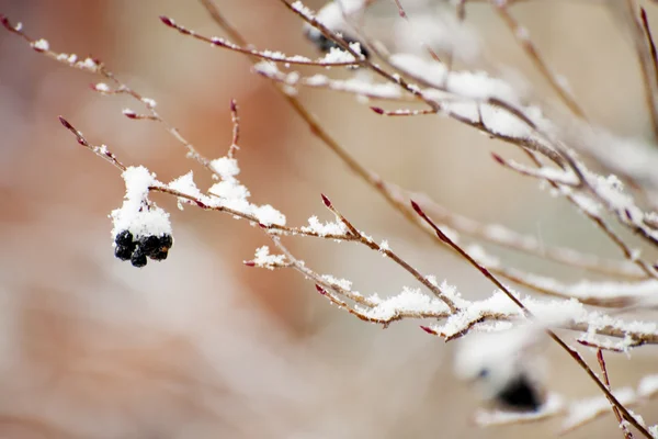 Snow on dead tree — Stock Photo, Image