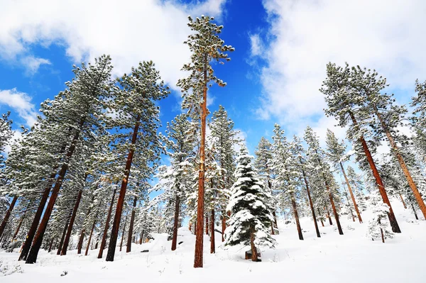 Neve sugli alberi — Foto Stock