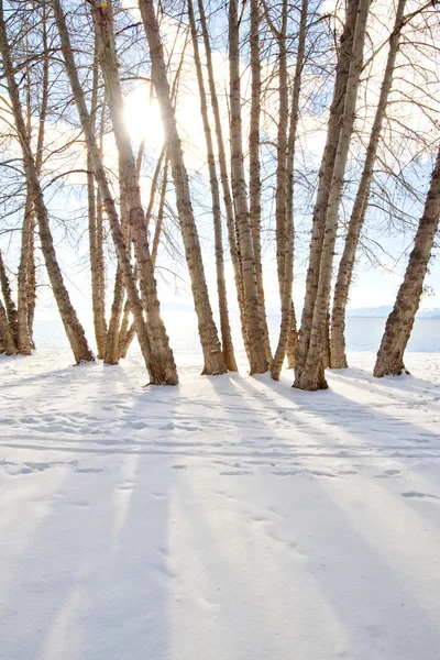 雪と木 — ストック写真