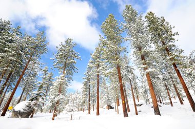 ağaç dağ lake tahoe Beach