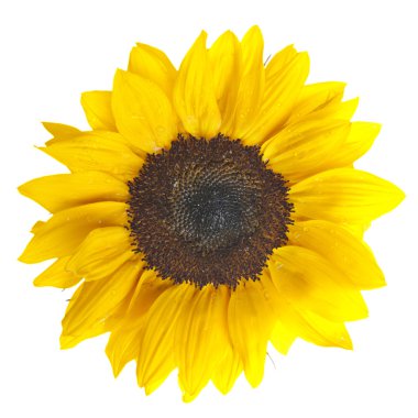 Güzel Sarı Ayçiçeği