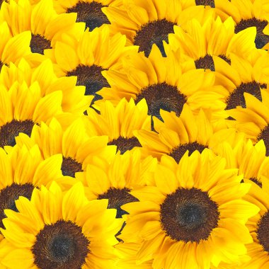 Güzel Sarı Ayçiçeği