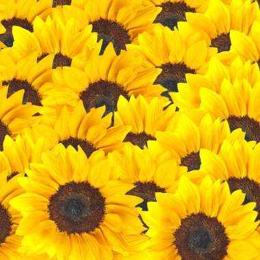 Güzel Sarı Ayçiçeği