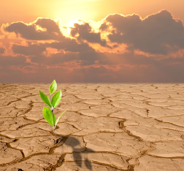 Rostlina rostoucí v sušených popraskané pouštní písek — Stock fotografie