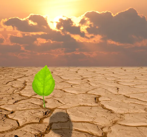 Pflanze wächst in getrocknetem rissigen Wüstensand — Stockfoto
