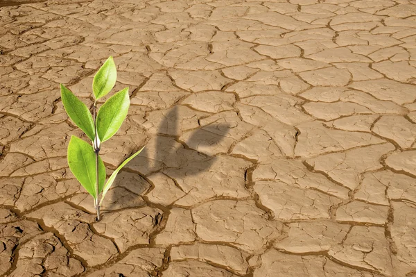 Rostlina rostoucí v sušených popraskané pouštní písek — Stock fotografie