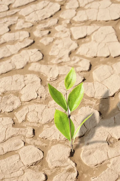 Plant growing in dried cracked desert sand — Stock Photo, Image