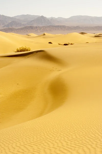 Sand Dunes Desert — Stock Photo, Image