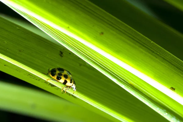 Ladybug on leaves — Stock Photo, Image