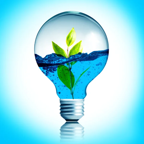 Plant growing inside the light bulb — Stock Photo, Image