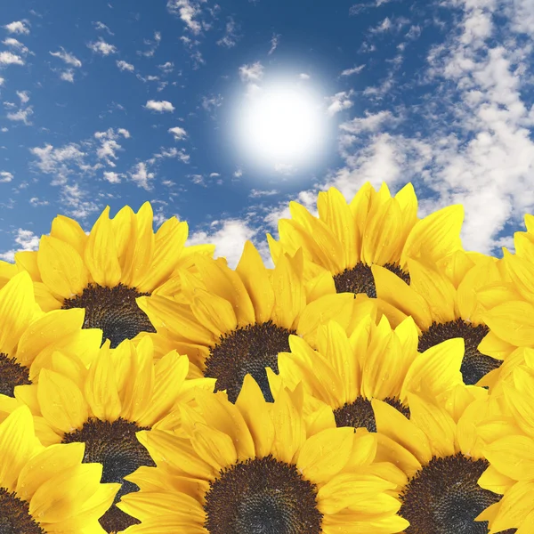 Macro shot of sunflower — Stock Photo, Image